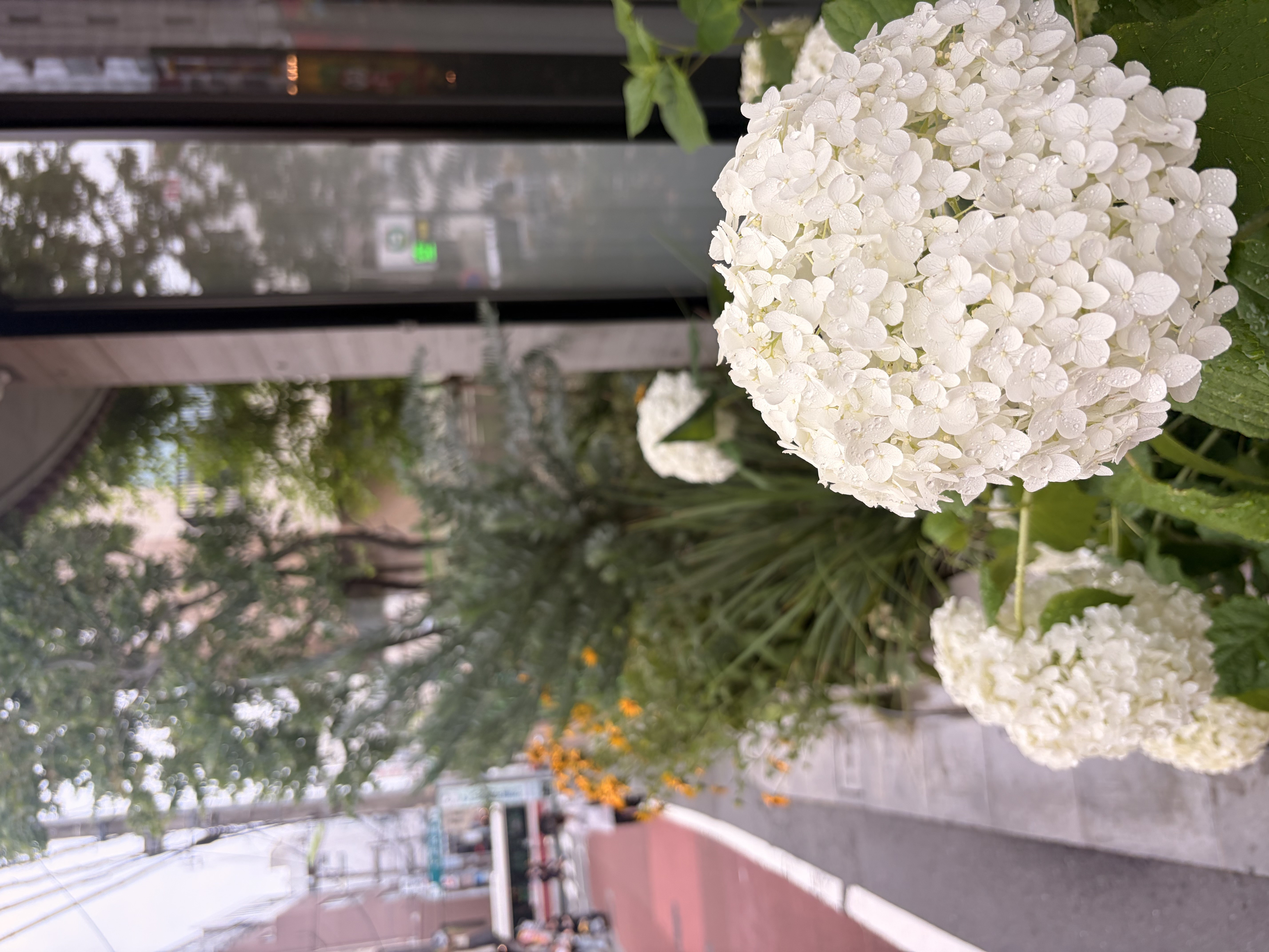 THE LOT. 紫陽花